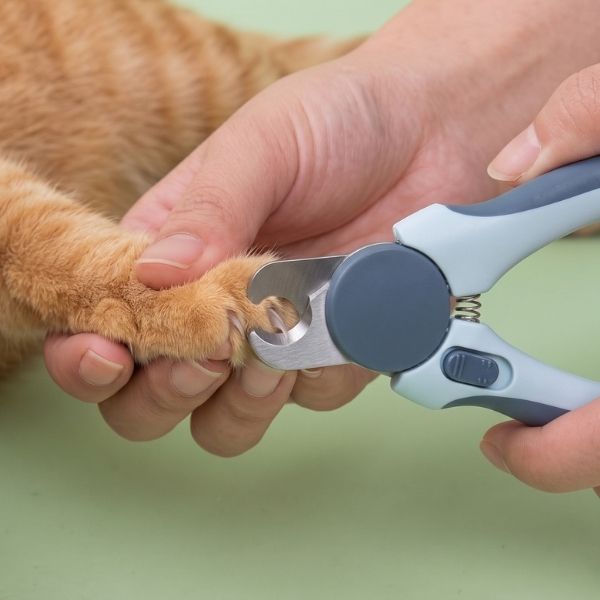 Owner trimming a ginger cat’s claws with a precision cat nail clipper, one of the grooming kitten essentials